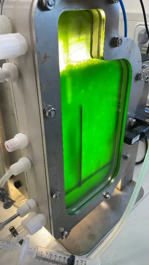 Bridget's microalgae research