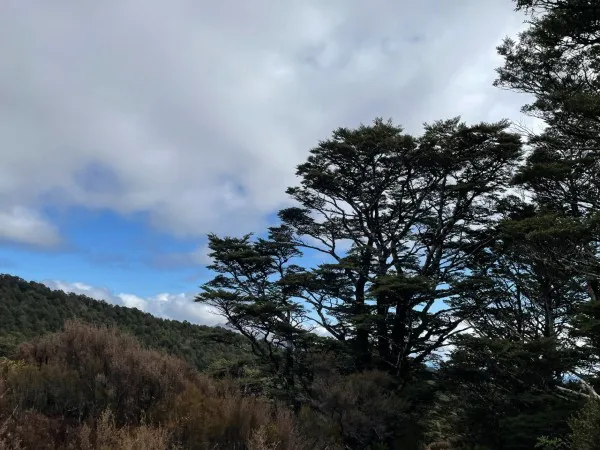 Landscape of New Zealand forest
