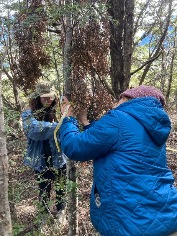 Students conducting study on a tree