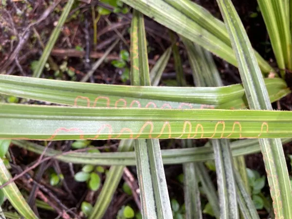 Markings on grass left by the zigzag bug.