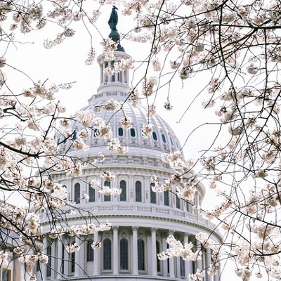 Capitol building with cherry blossoms in foreground